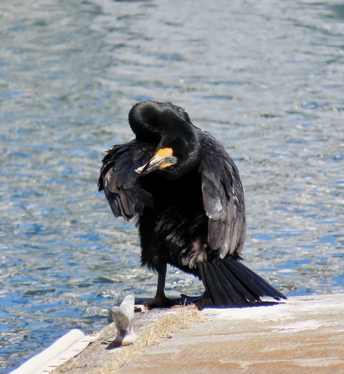 Cormoran à aigrettes - ML620125176