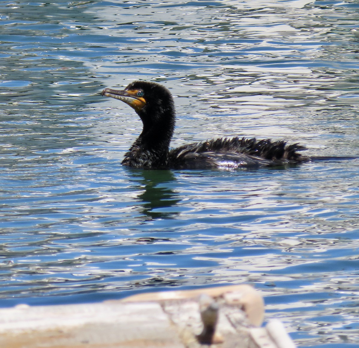 Double-crested Cormorant - ML620125177