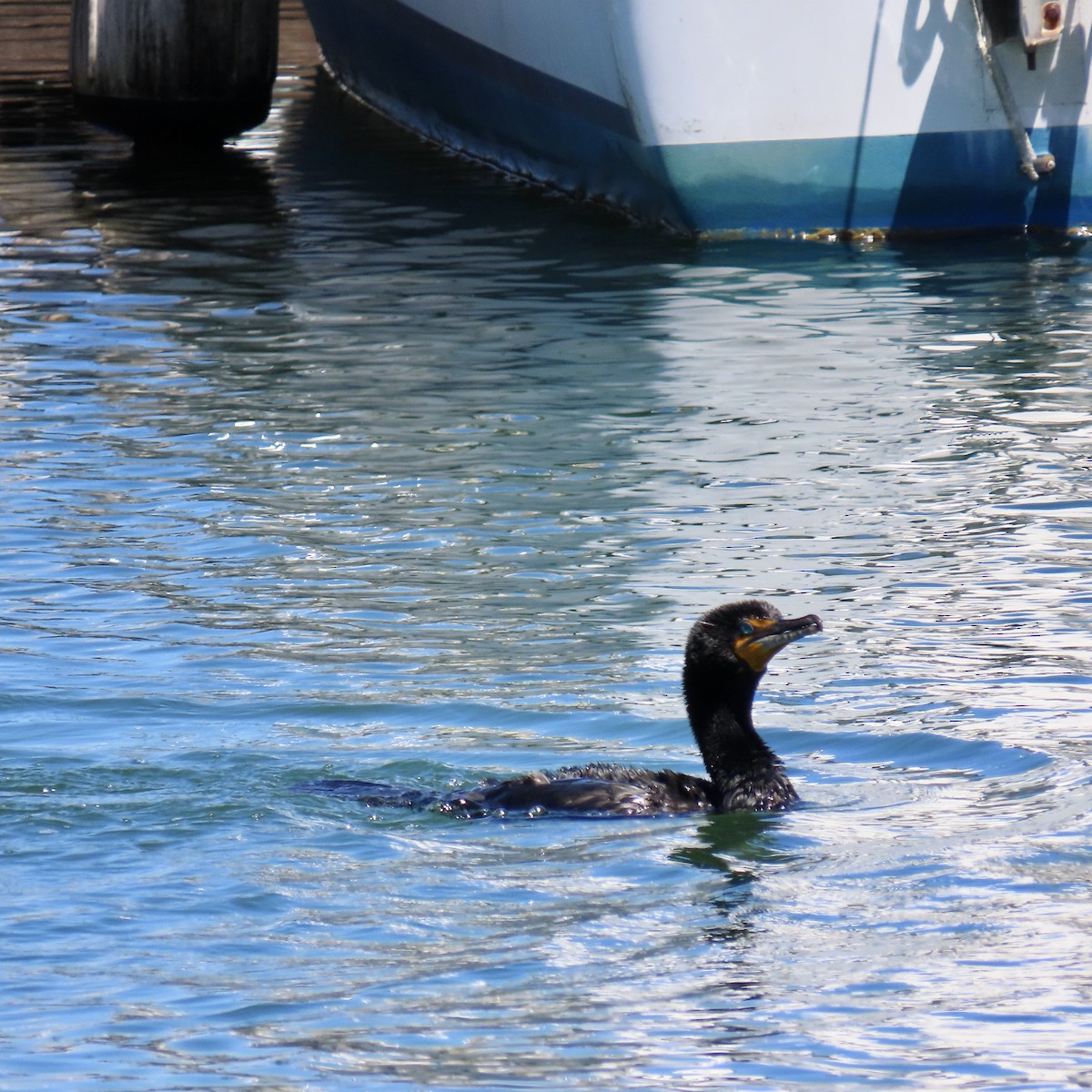 Double-crested Cormorant - ML620125178