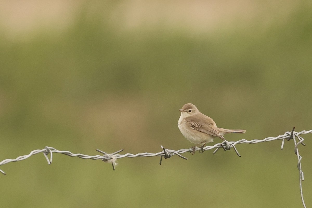 Booted Warbler - ML620125202