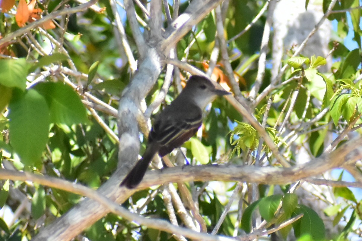 Yucatan Flycatcher - ML620125204