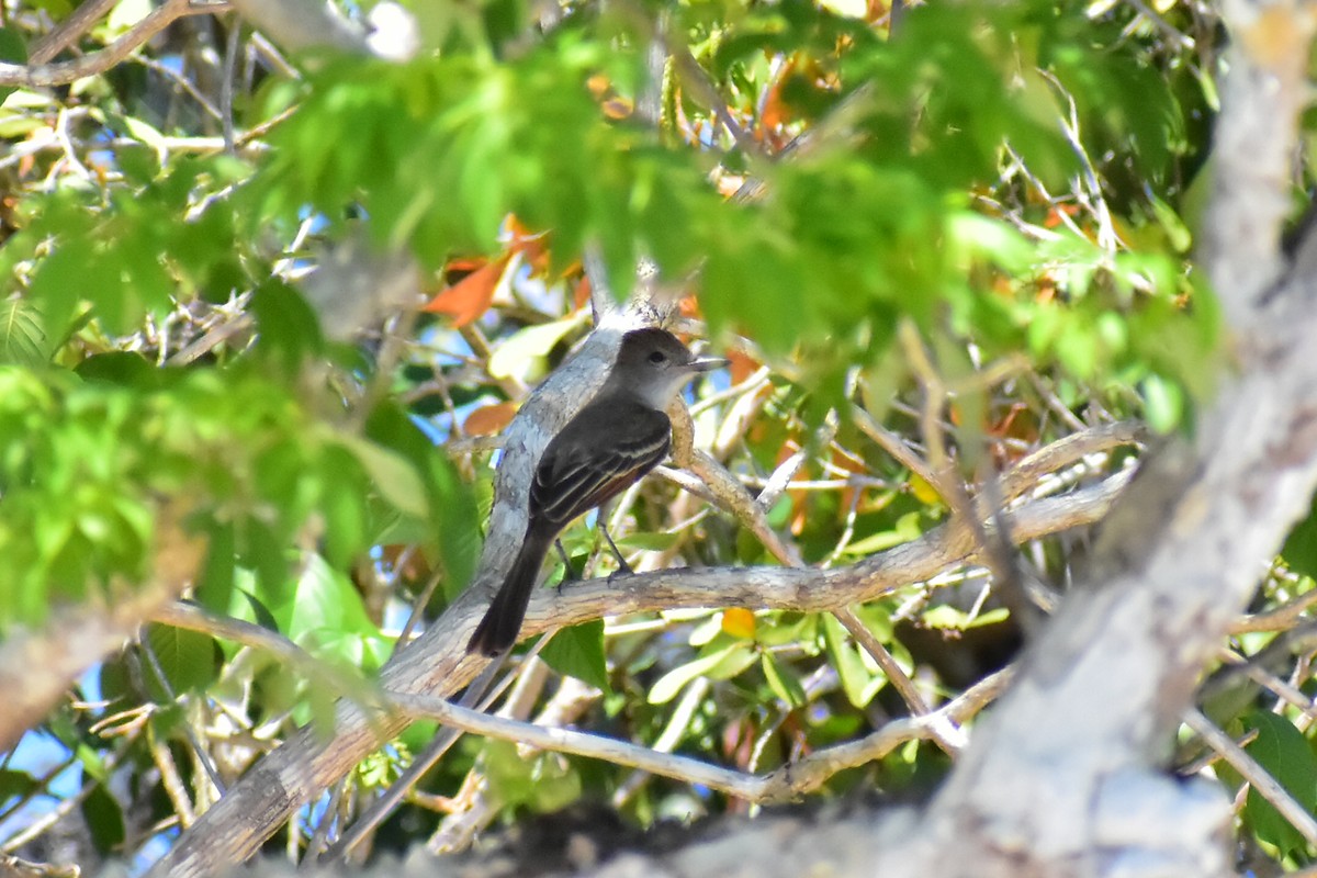 Yucatan Flycatcher - ML620125205