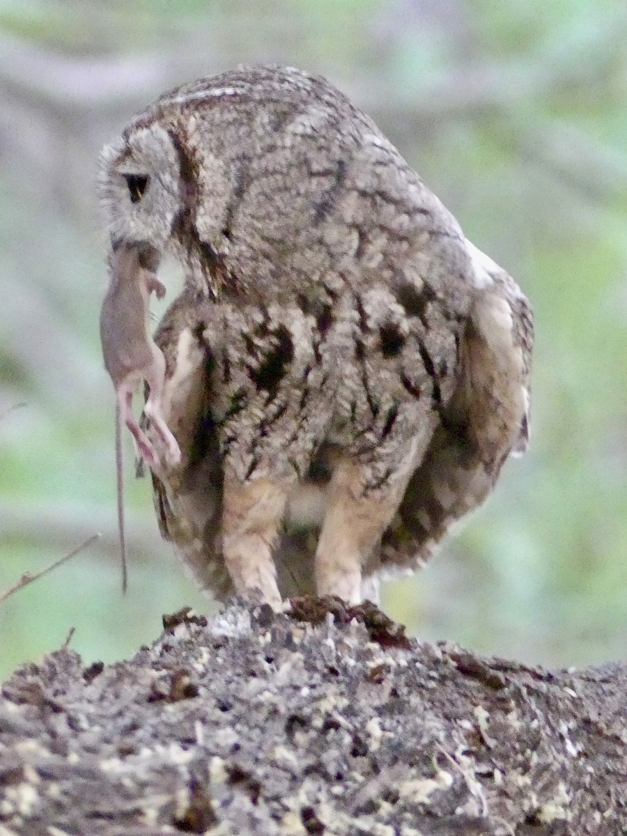 Western Screech-Owl - ML620125208