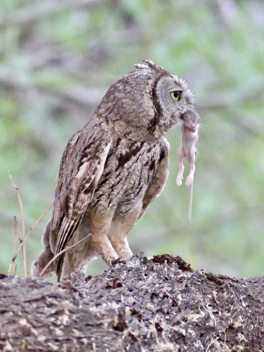 Western Screech-Owl - ML620125209