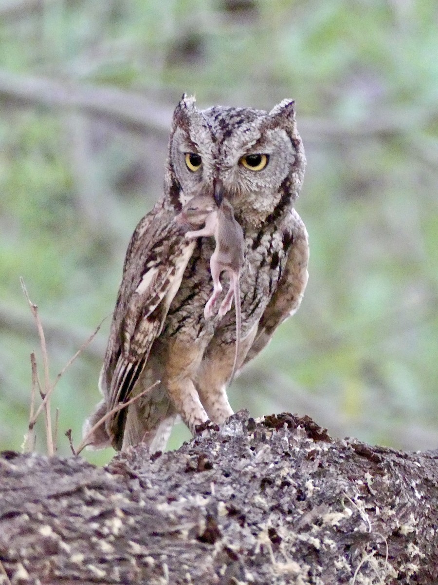 Western Screech-Owl - ML620125210