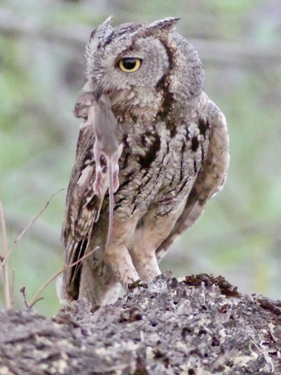 Western Screech-Owl - ML620125211