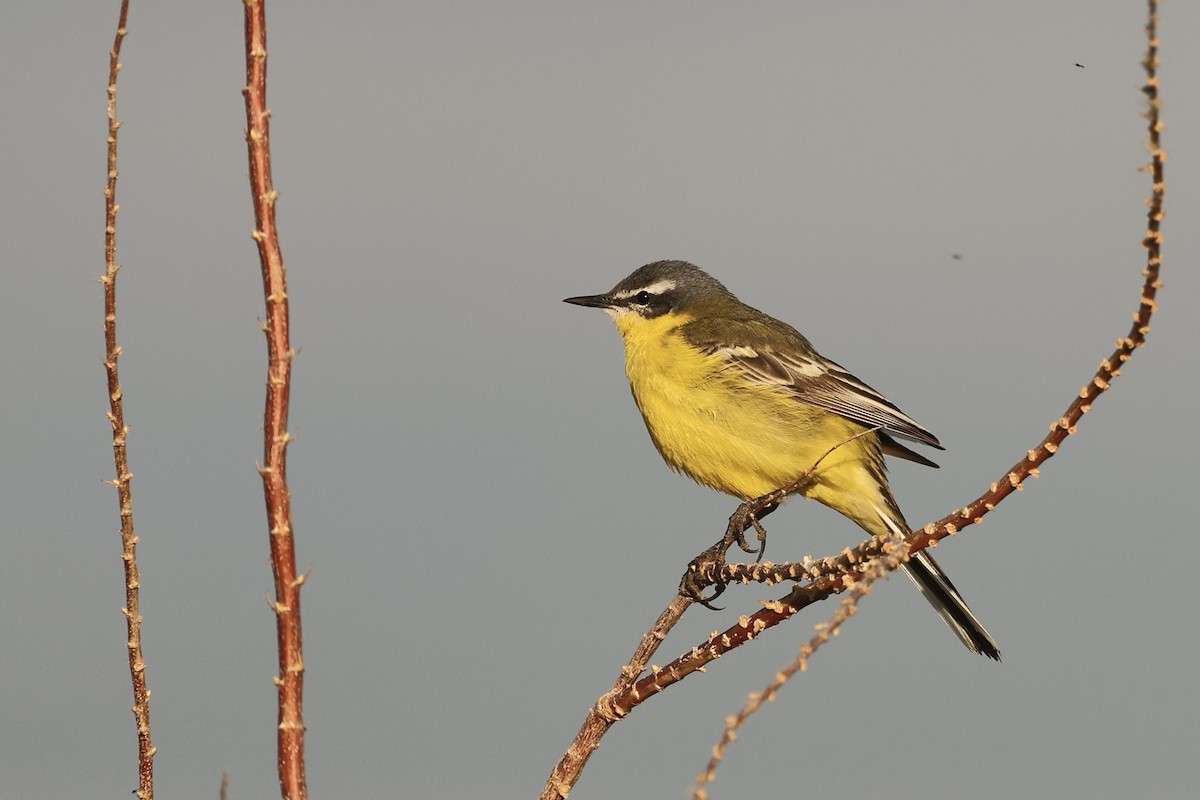 Western Yellow Wagtail - wang ye