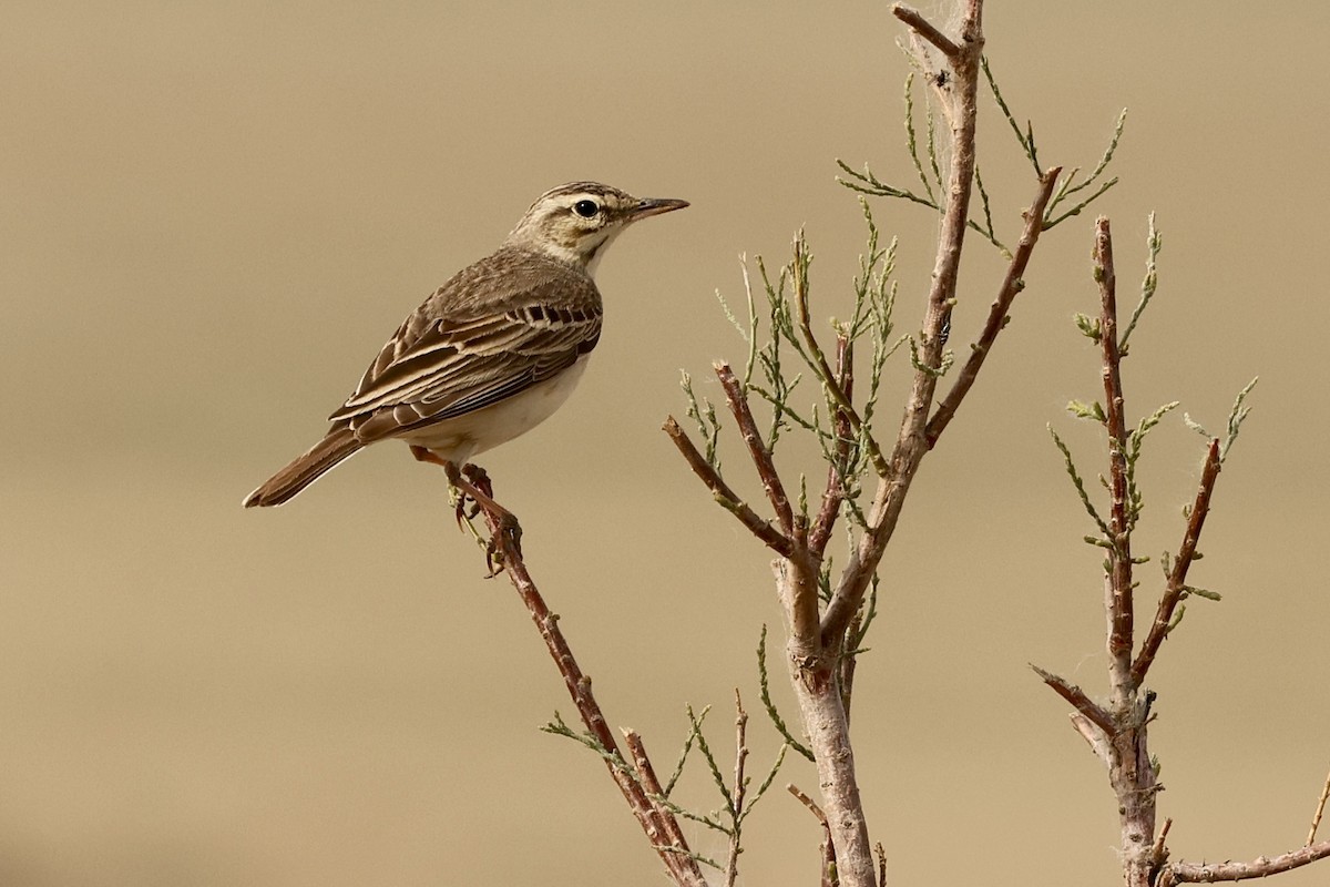 Tawny Pipit - ML620125230