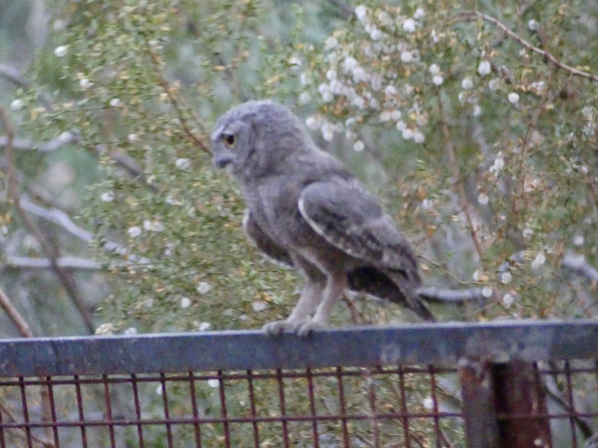 Western Screech-Owl - ML620125238