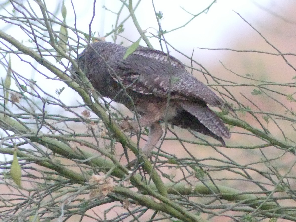 Western Screech-Owl - ML620125239