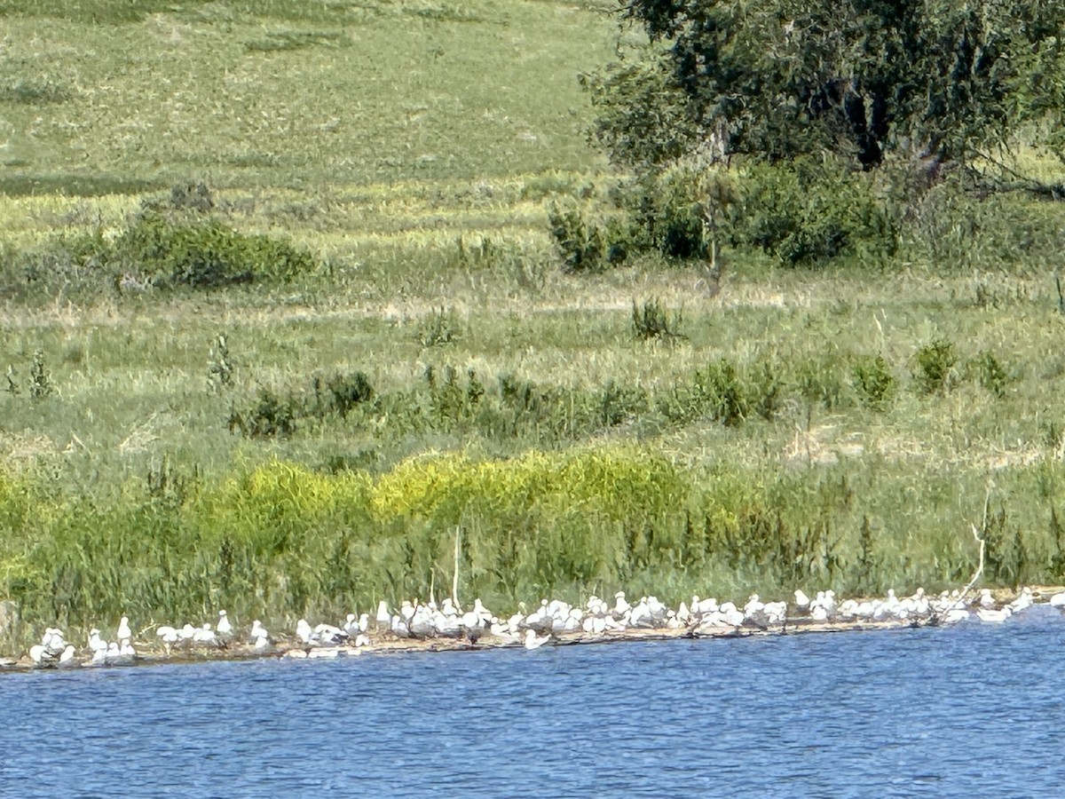 Ring-billed Gull - ML620125270