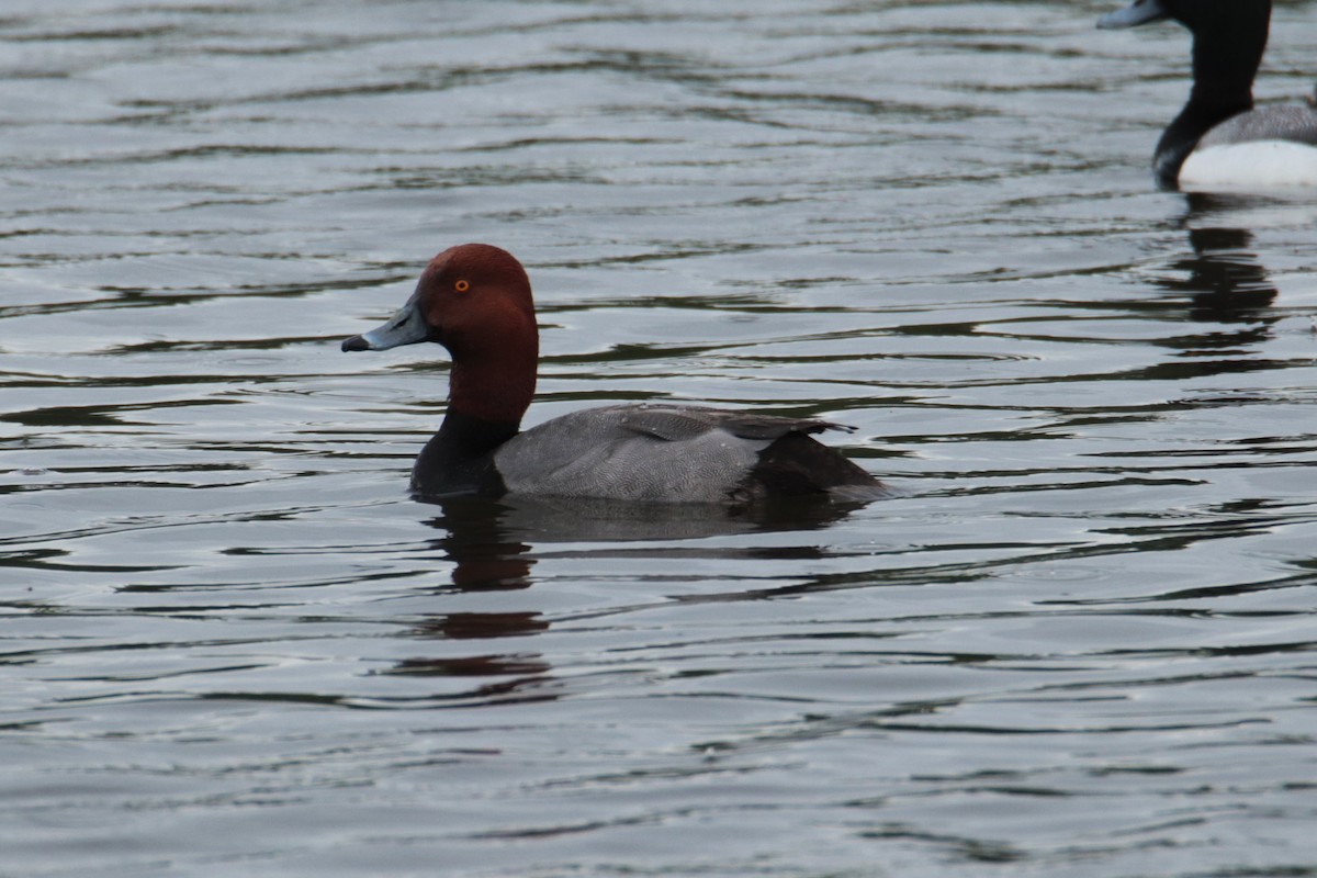 Redhead - ML620125292