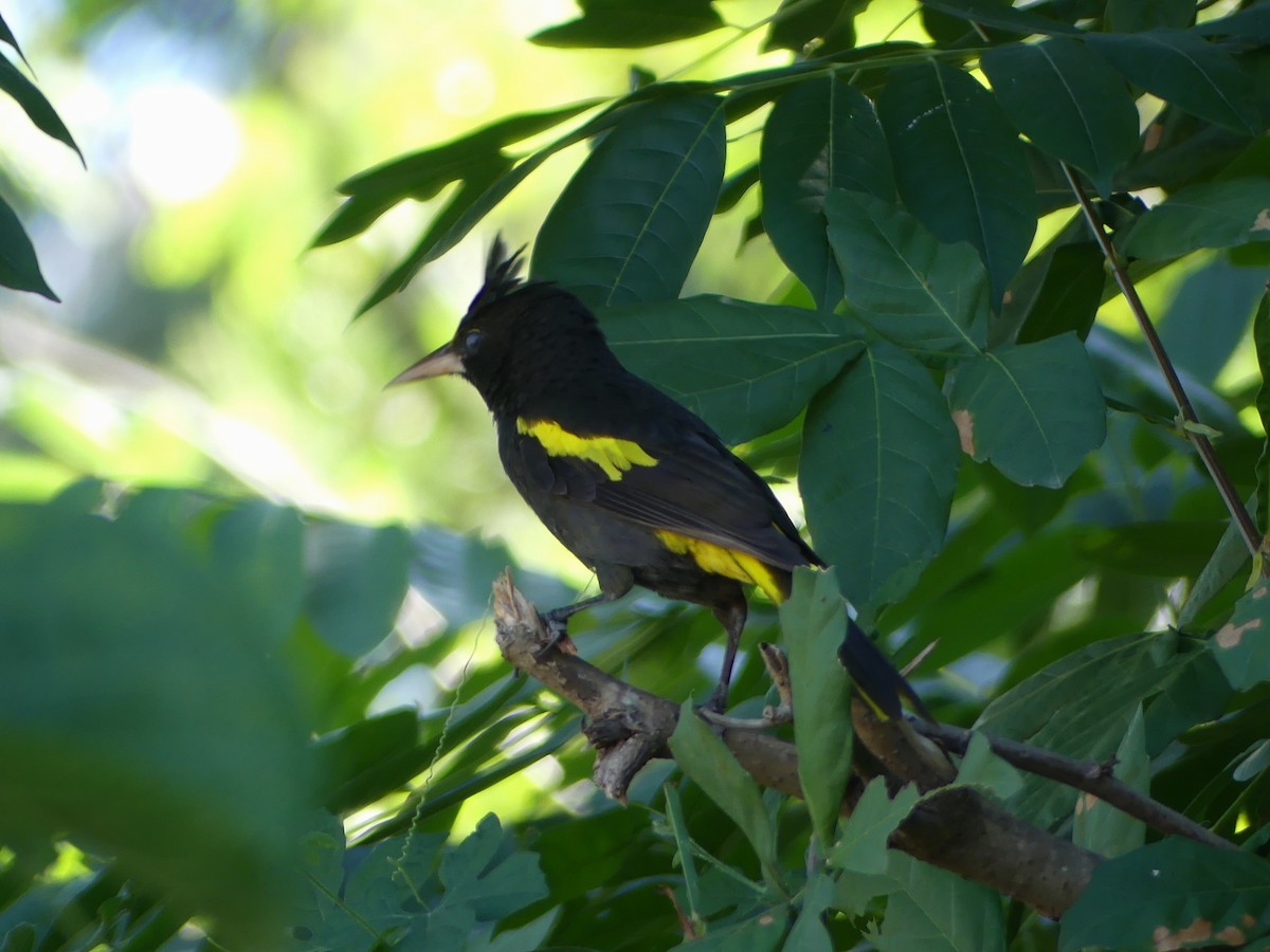 Yellow-winged Cacique - ML620125304