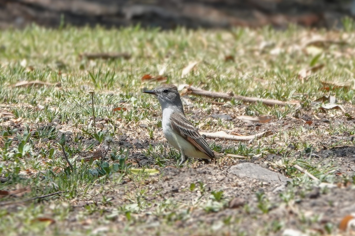 Myiarchus sp. - ML620125309