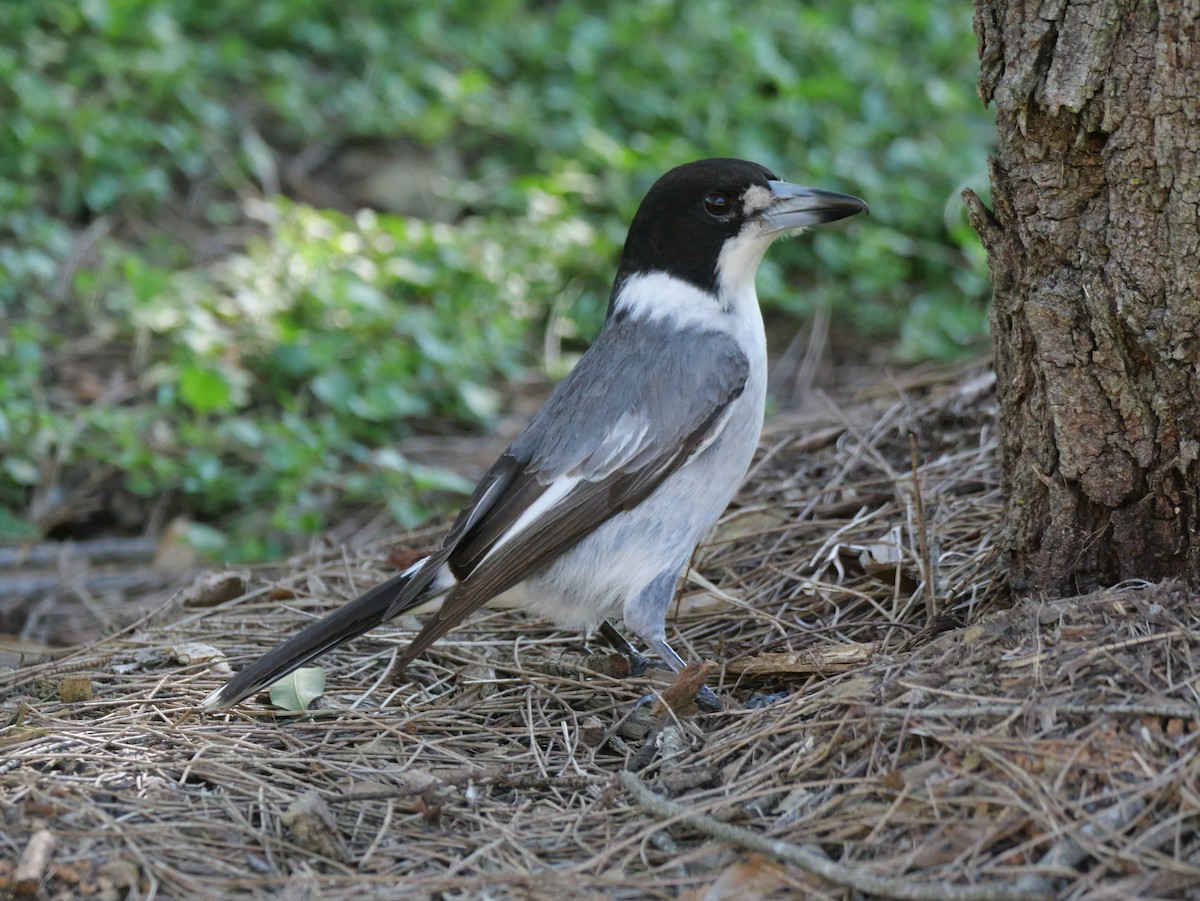 Gray Butcherbird - ML620125312