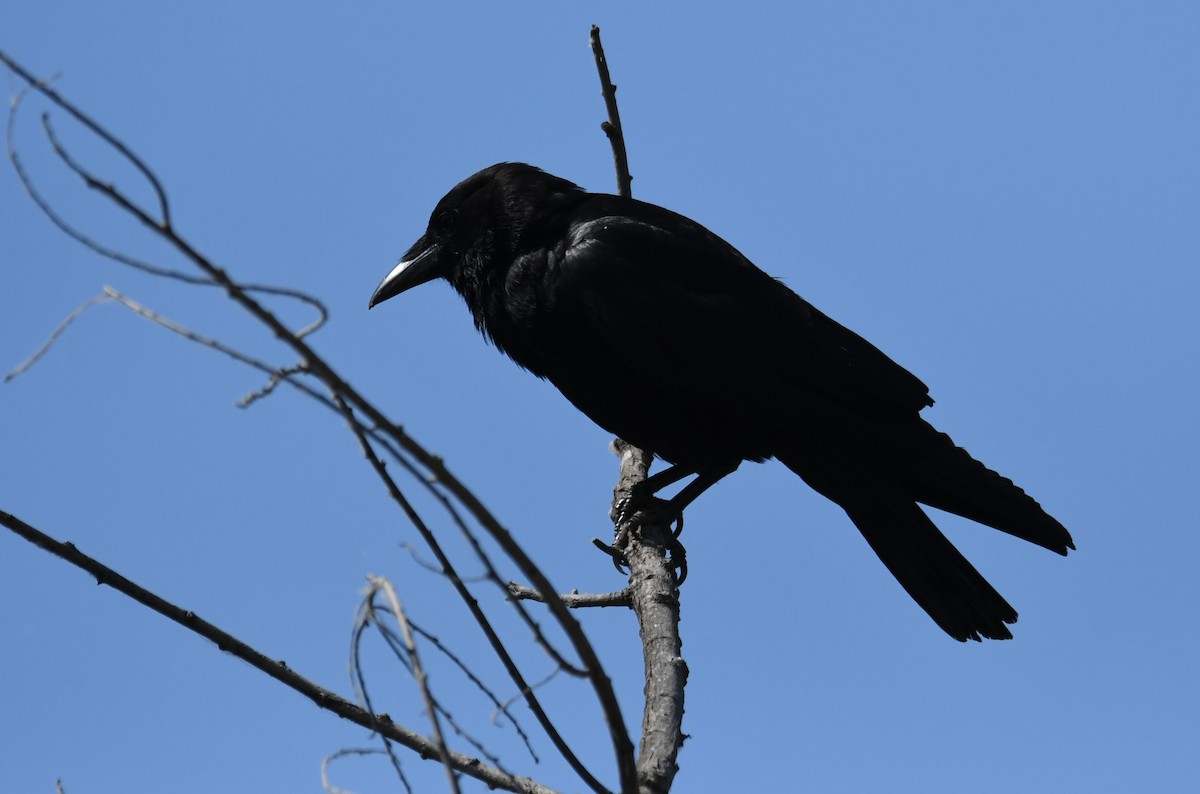 American Crow - ML620125320
