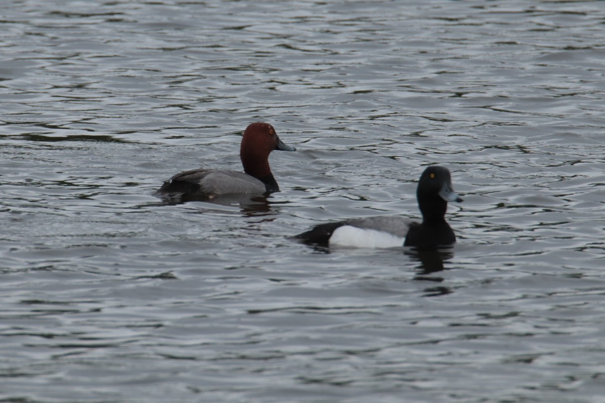 Greater Scaup - ML620125334