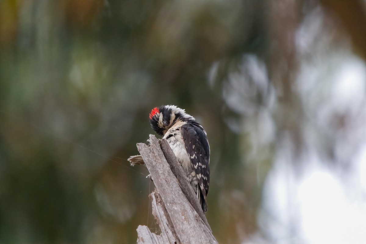 Downy Woodpecker - ML620125343