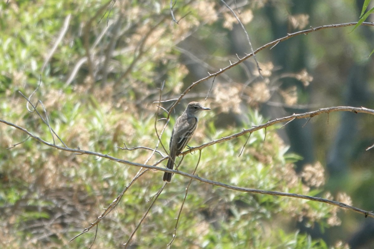 Myiarchus sp. - ML620125346