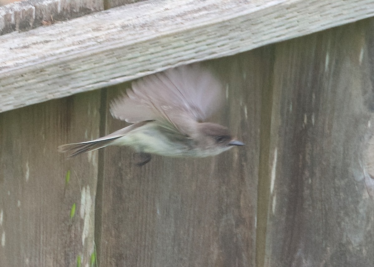 Eastern Phoebe - ML620125353