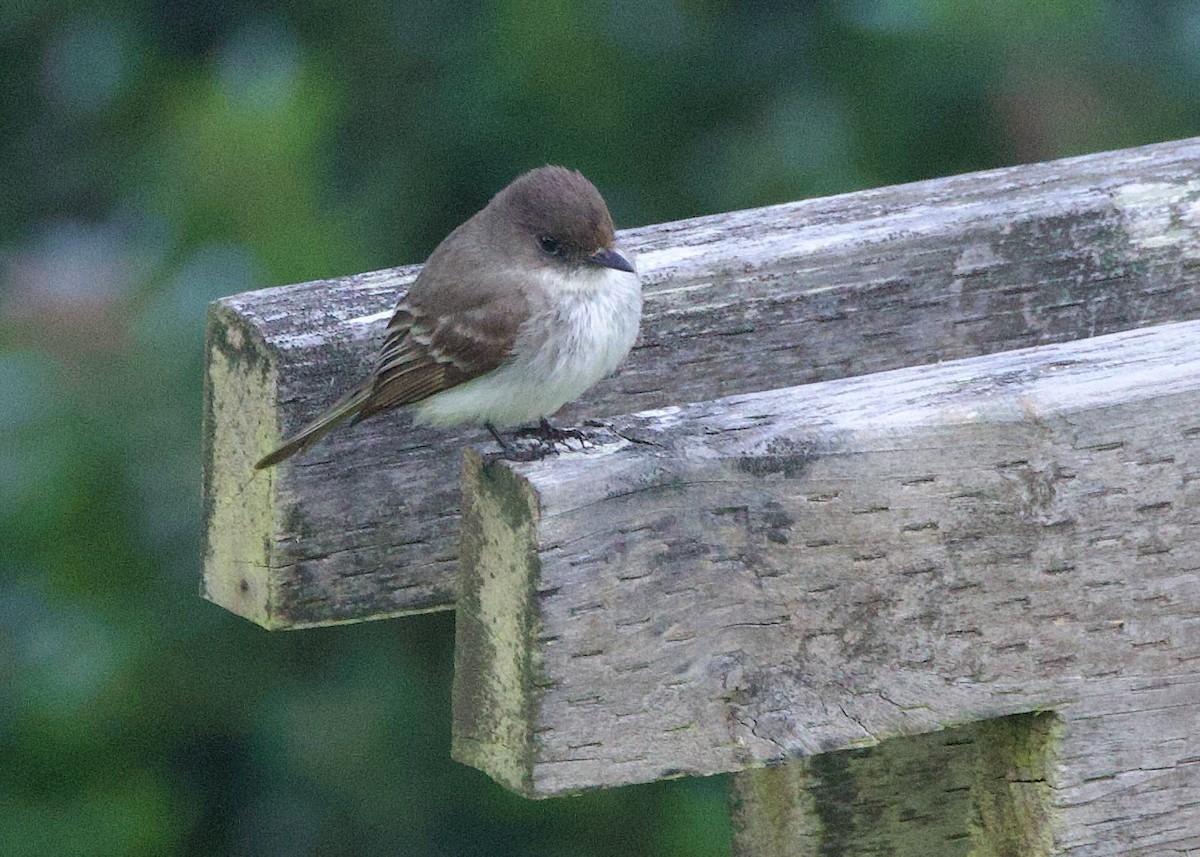 Eastern Phoebe - ML620125354