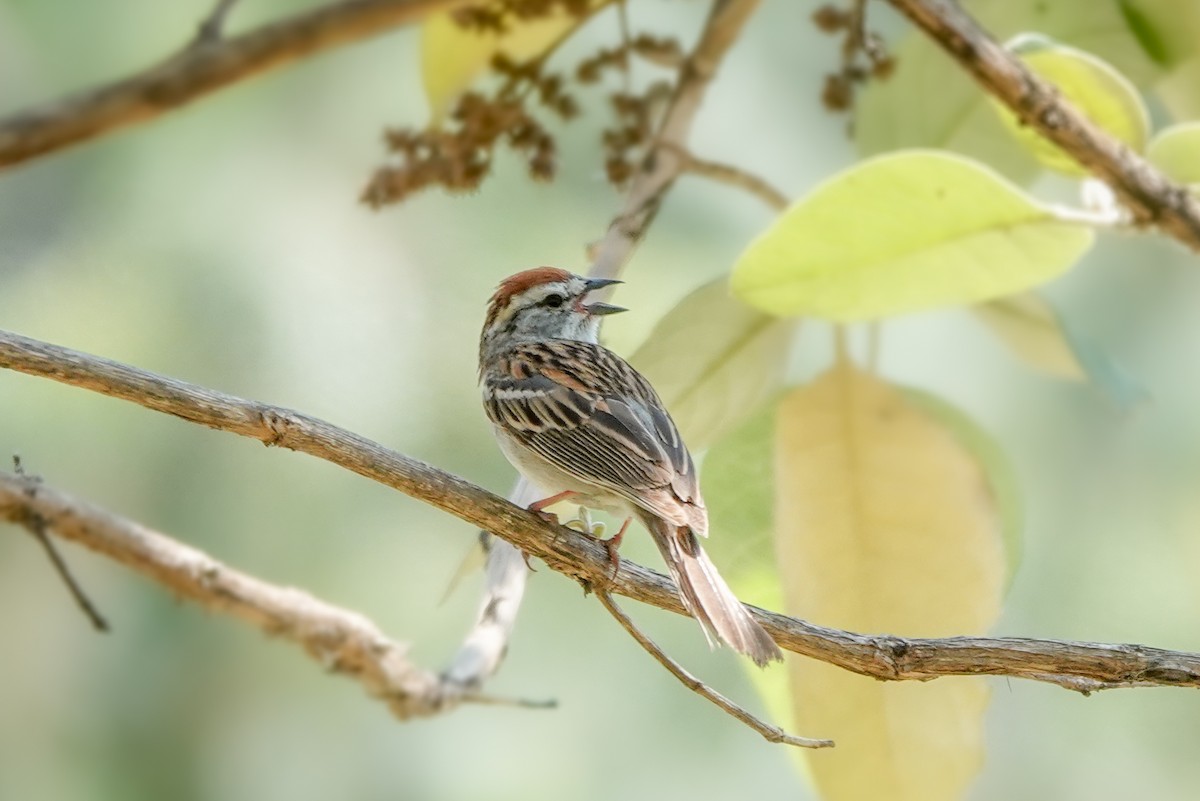 Chipping Sparrow - ML620125358