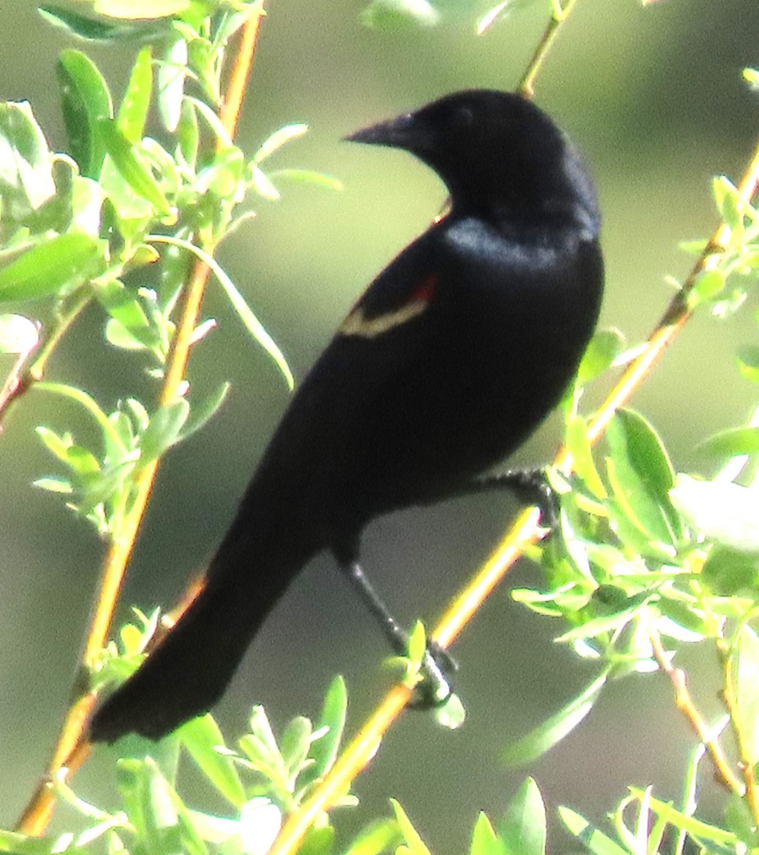 Al Kanatlı Karatavuk - ML620125360