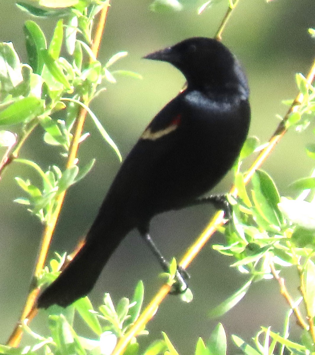 Red-winged Blackbird - ML620125360