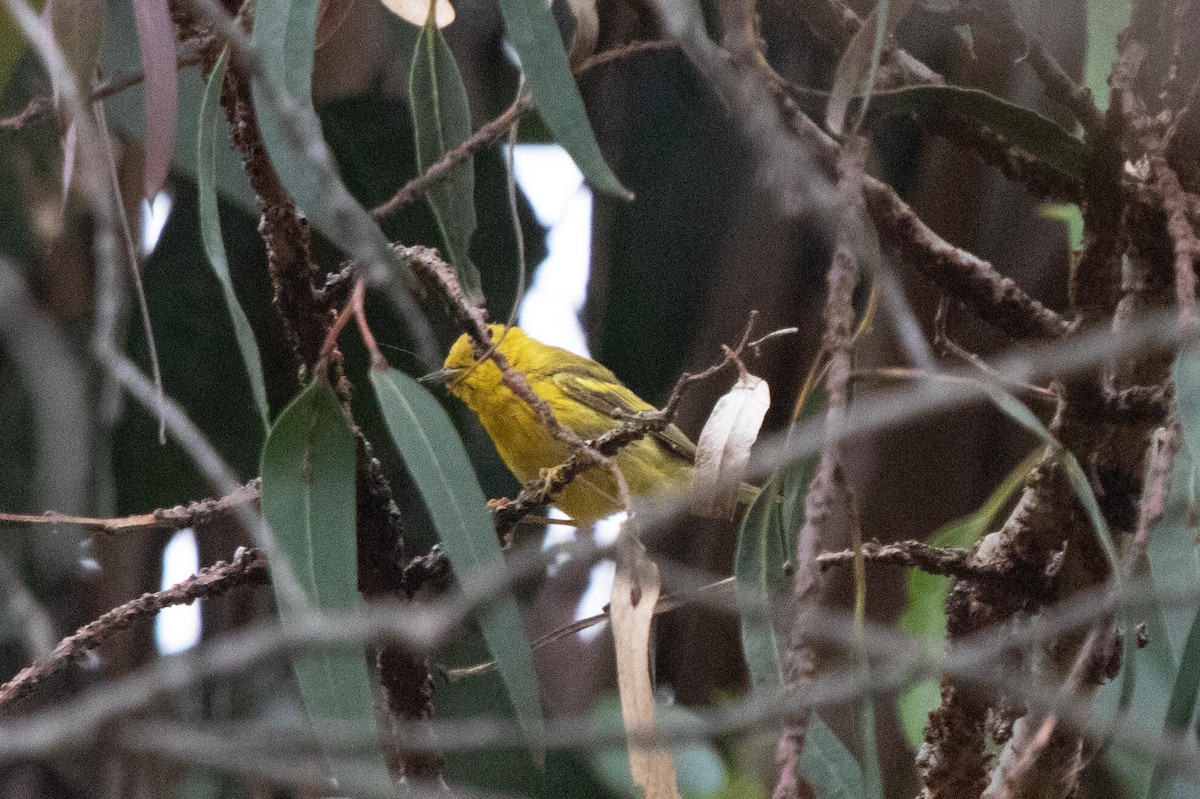 Yellow Warbler - ML620125364