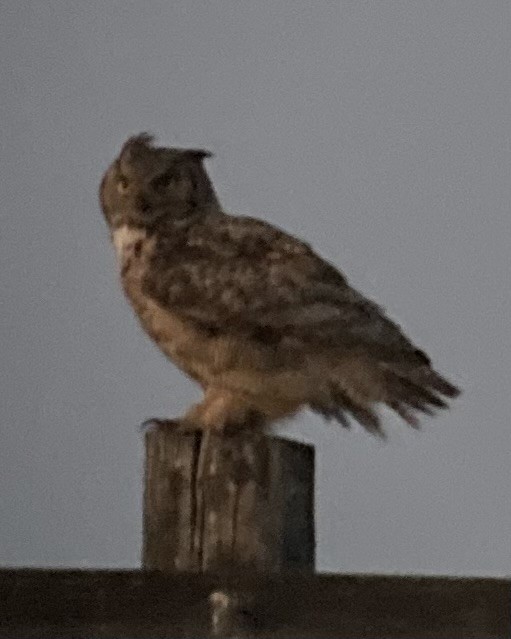 Great Horned Owl - ML620125380
