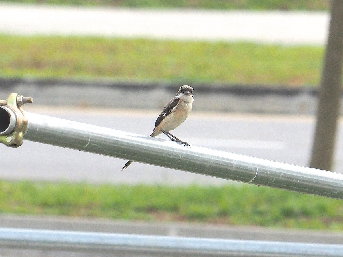 Long-tailed Shrike - ML620125381