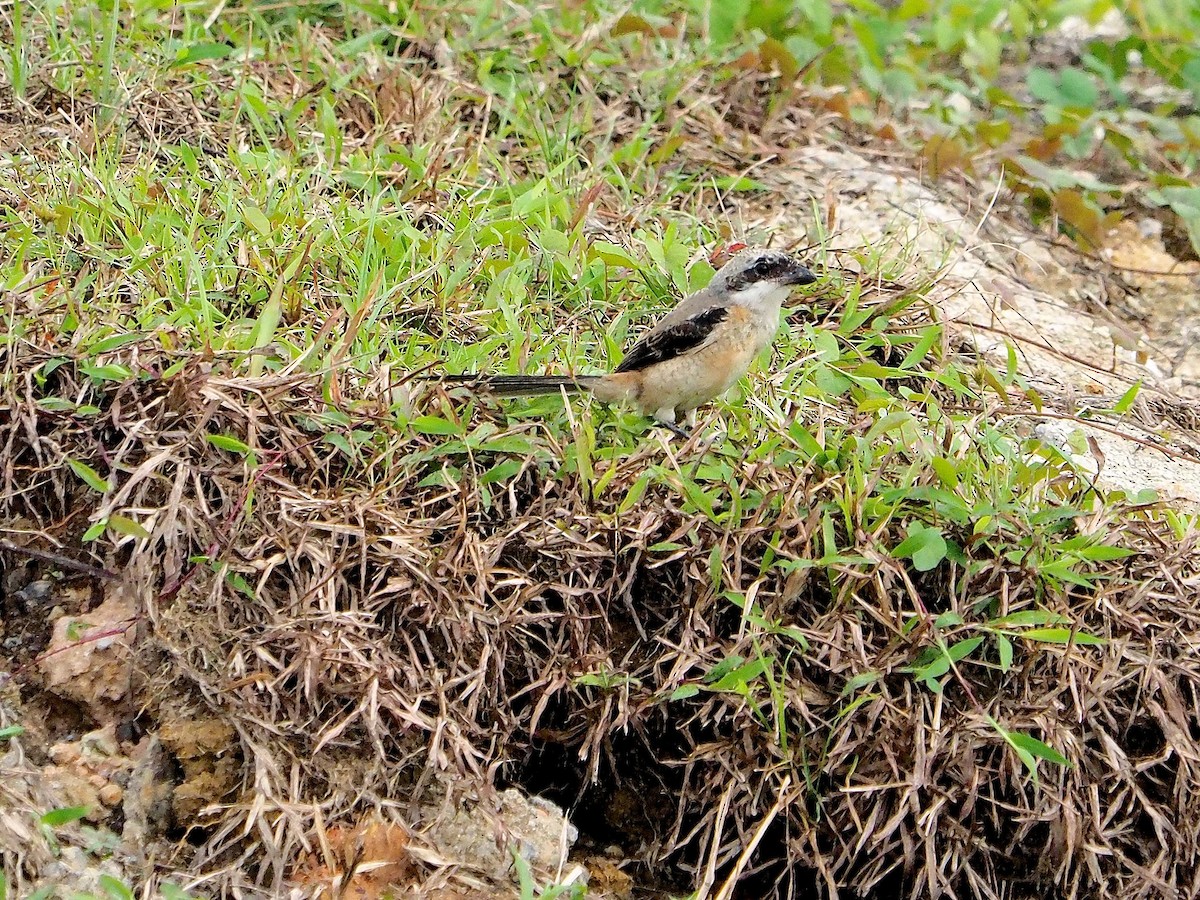 Long-tailed Shrike - ML620125382