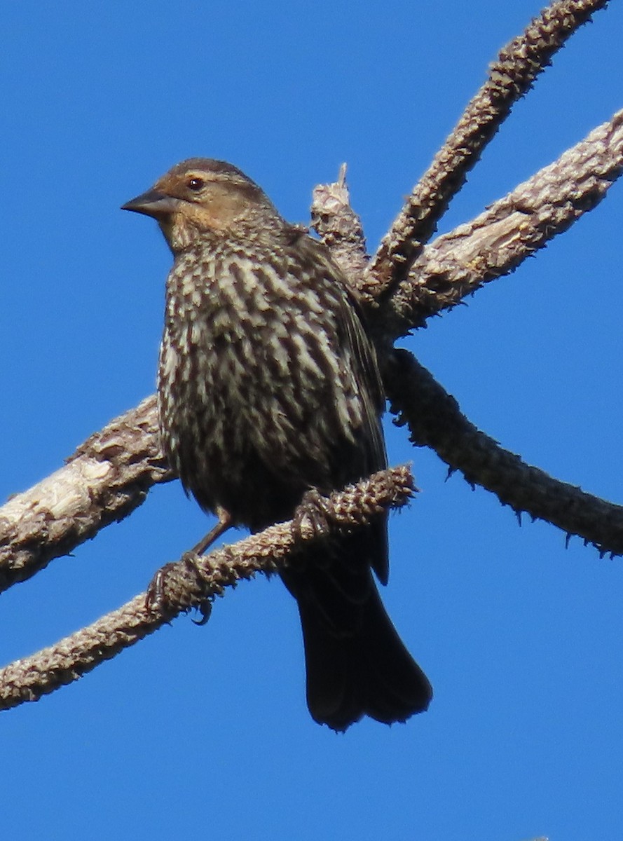 Red-winged Blackbird - ML620125387