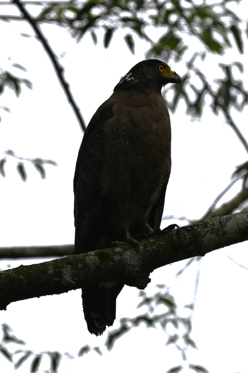 Crested Serpent-Eagle - ML620125413