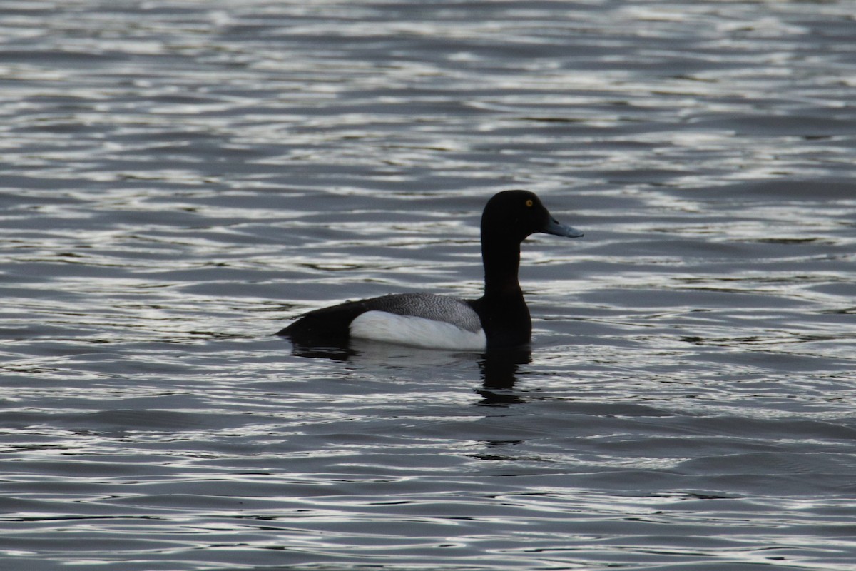 Greater Scaup - ML620125416