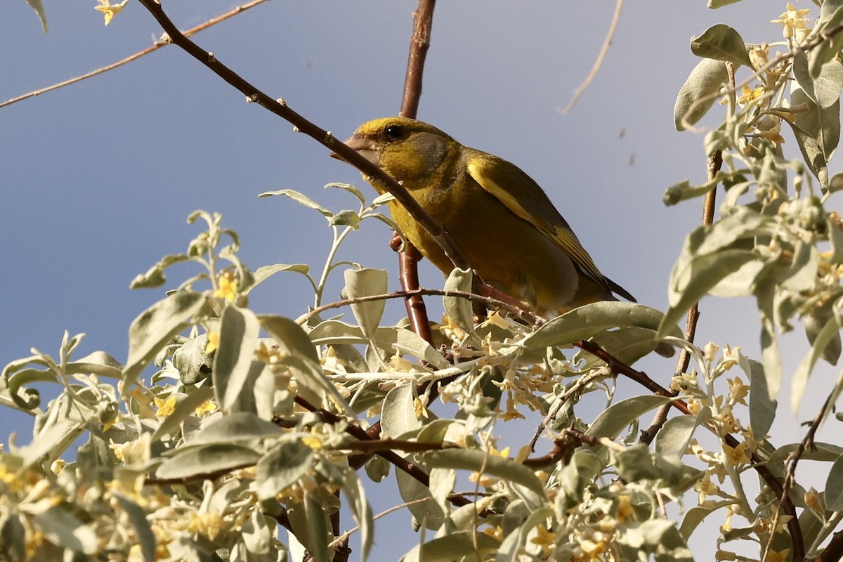 European Greenfinch - ML620125433