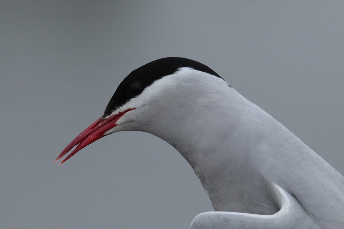 Arctic Tern - ML620125434