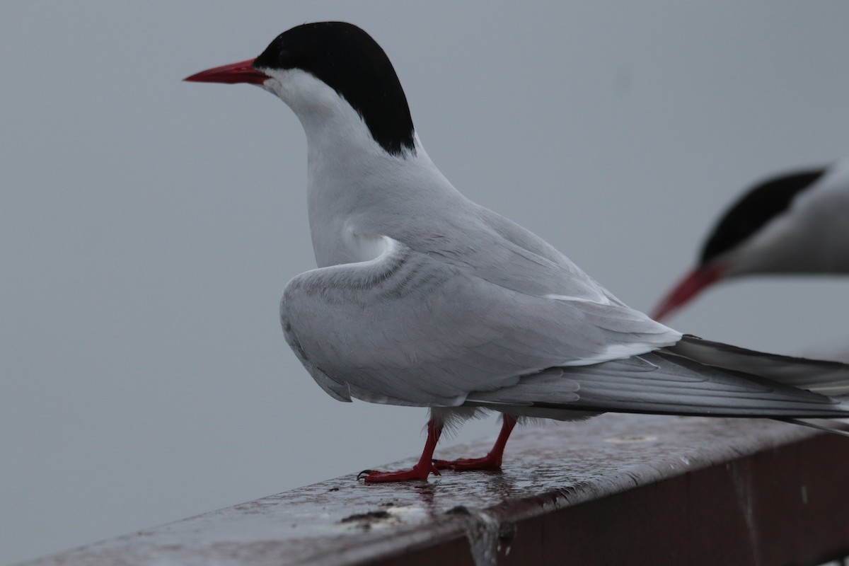 Arctic Tern - ML620125436