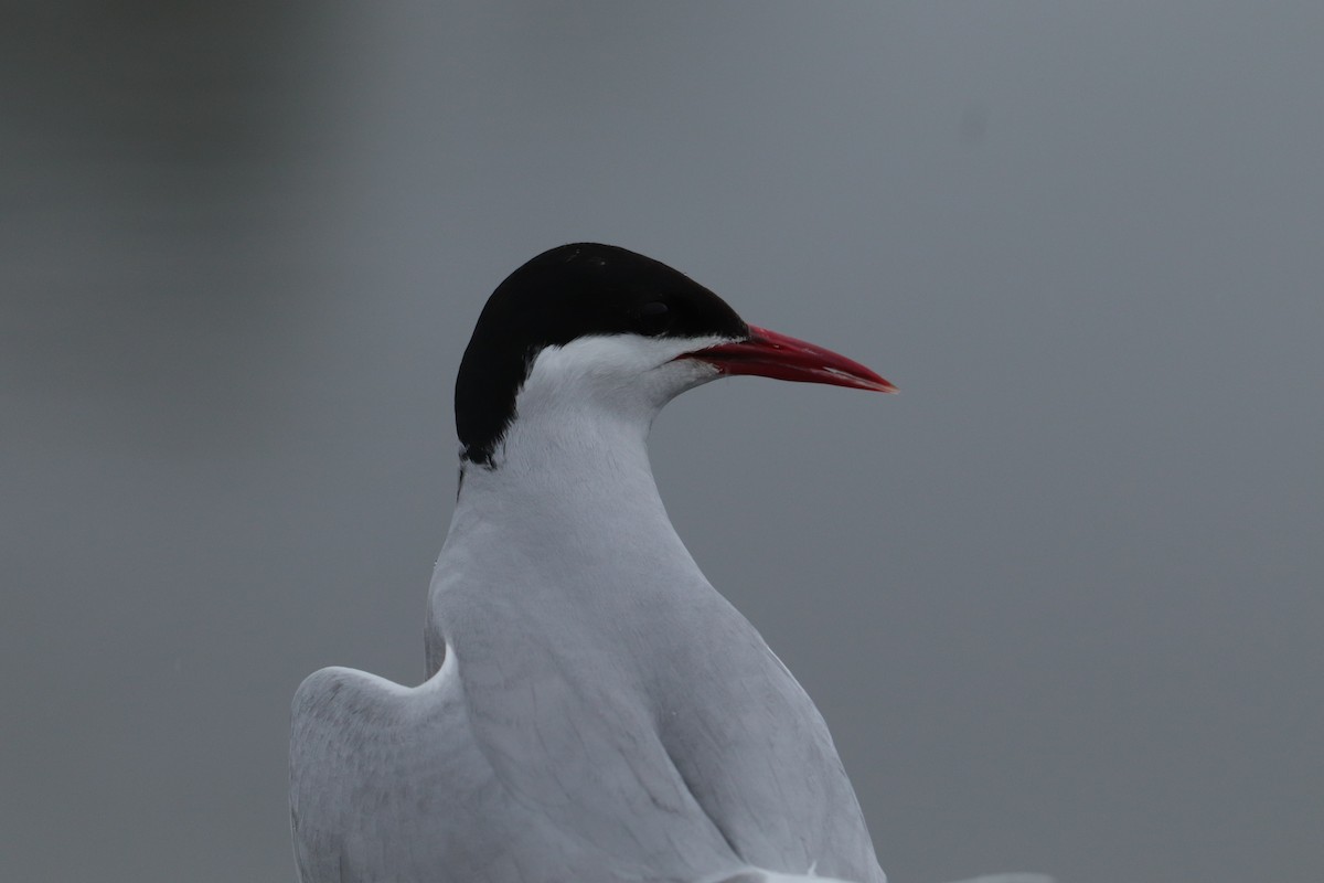 Arctic Tern - ML620125437