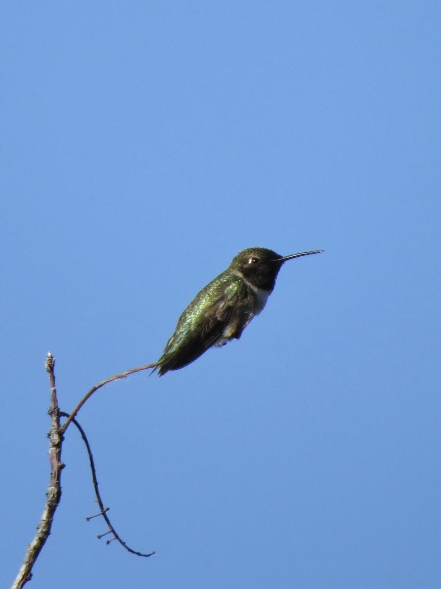 Black-chinned Hummingbird - ML620125450