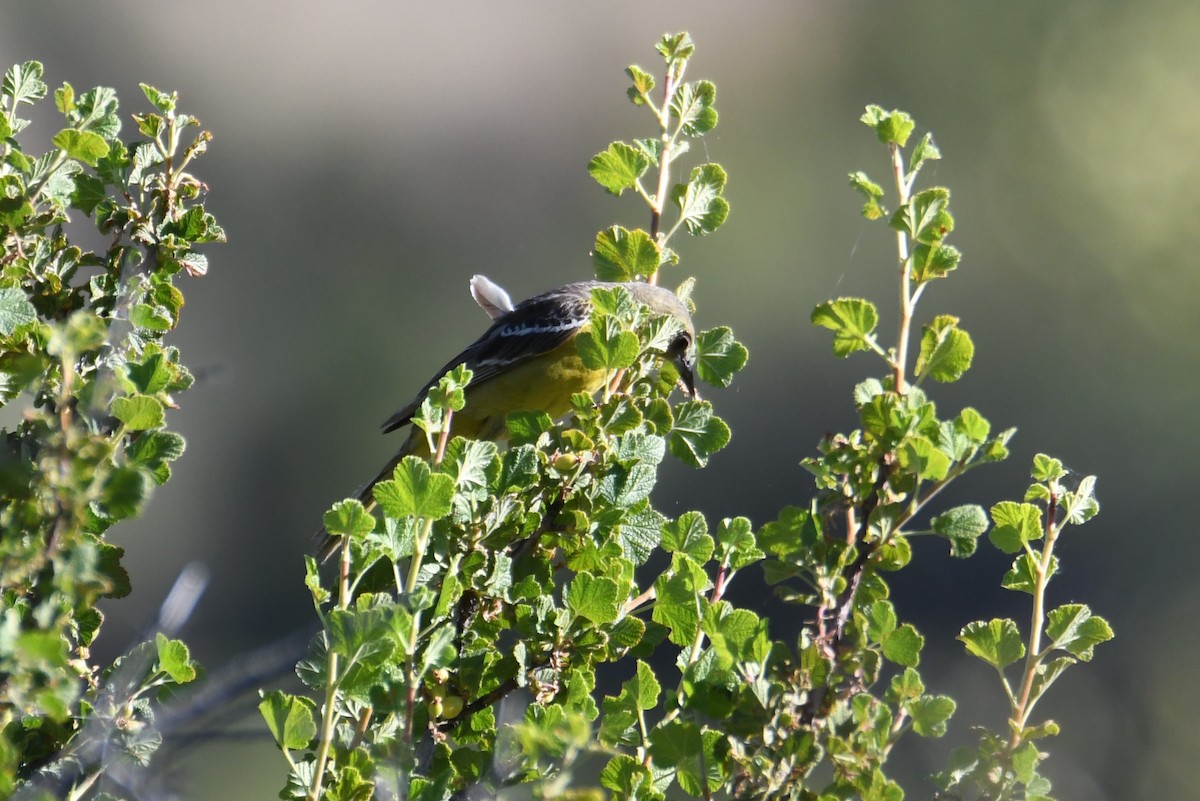 Scott's Oriole - ML620125465