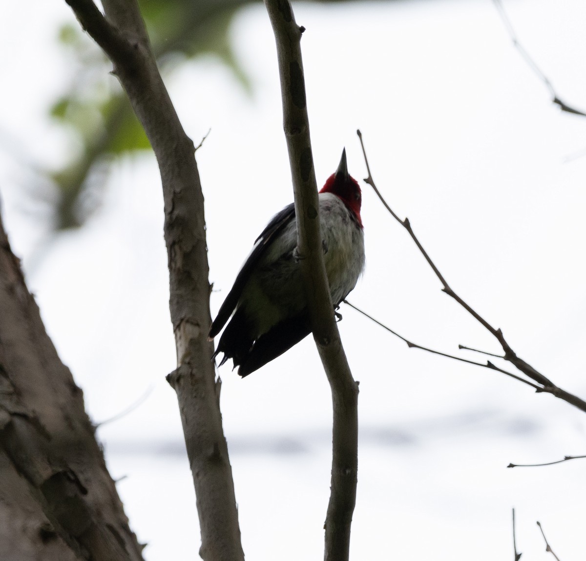Red-headed Woodpecker - ML620125499