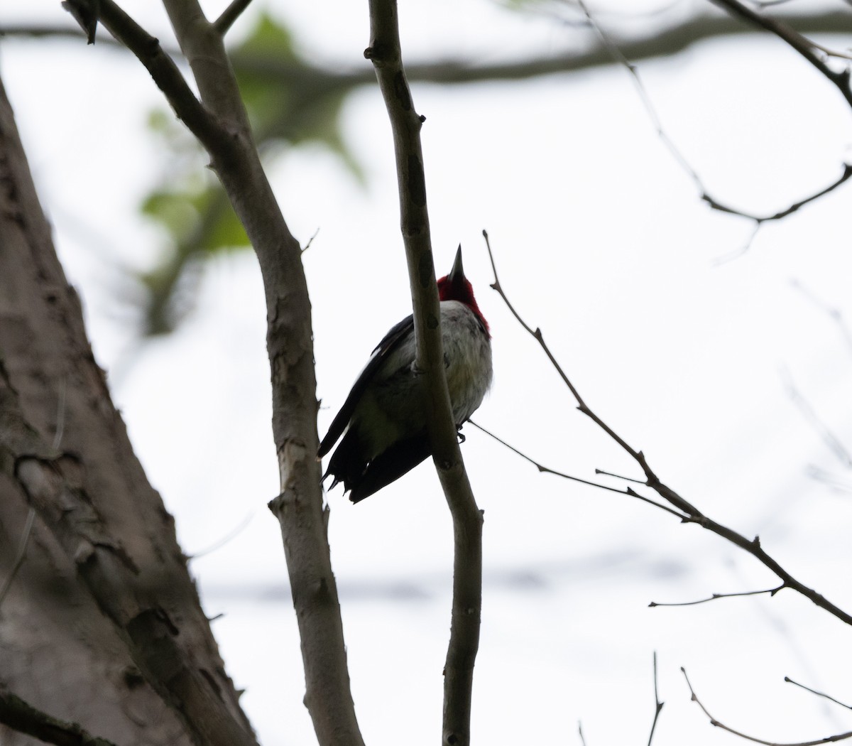 Red-headed Woodpecker - ML620125500