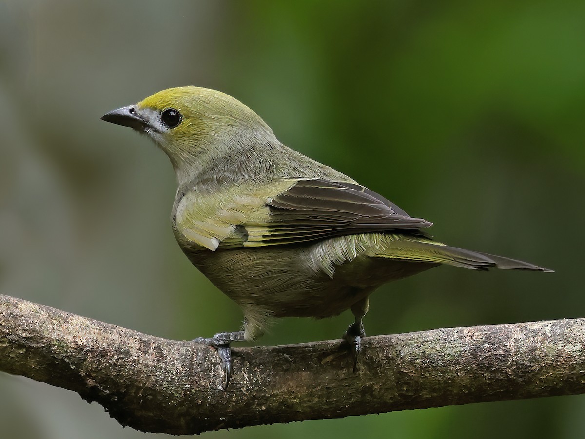 Palm Tanager - ML620125501
