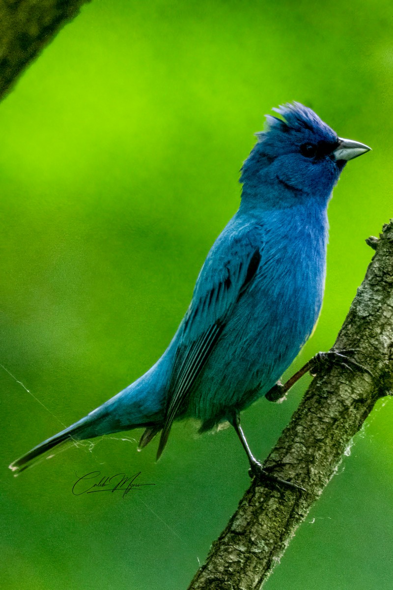 Indigo Bunting - ML620125506