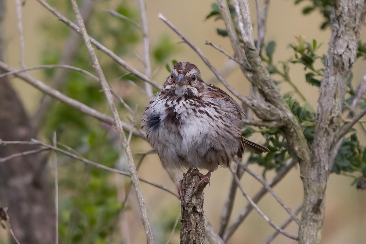 Song Sparrow - ML620125511