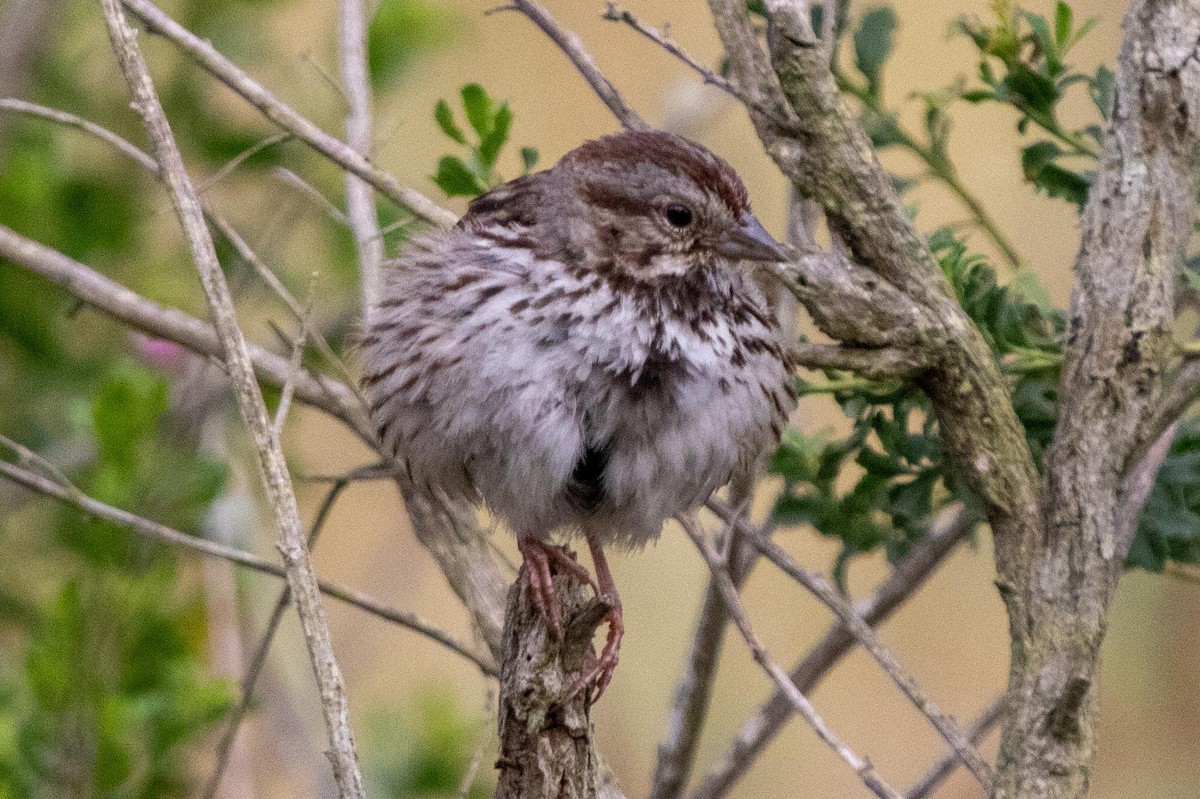 Song Sparrow - ML620125513