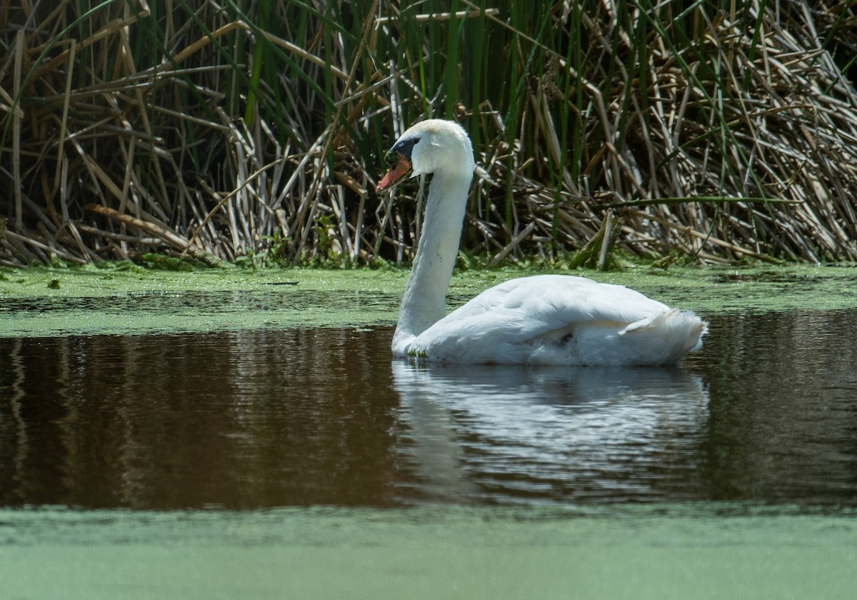 Mute Swan - ML620125519