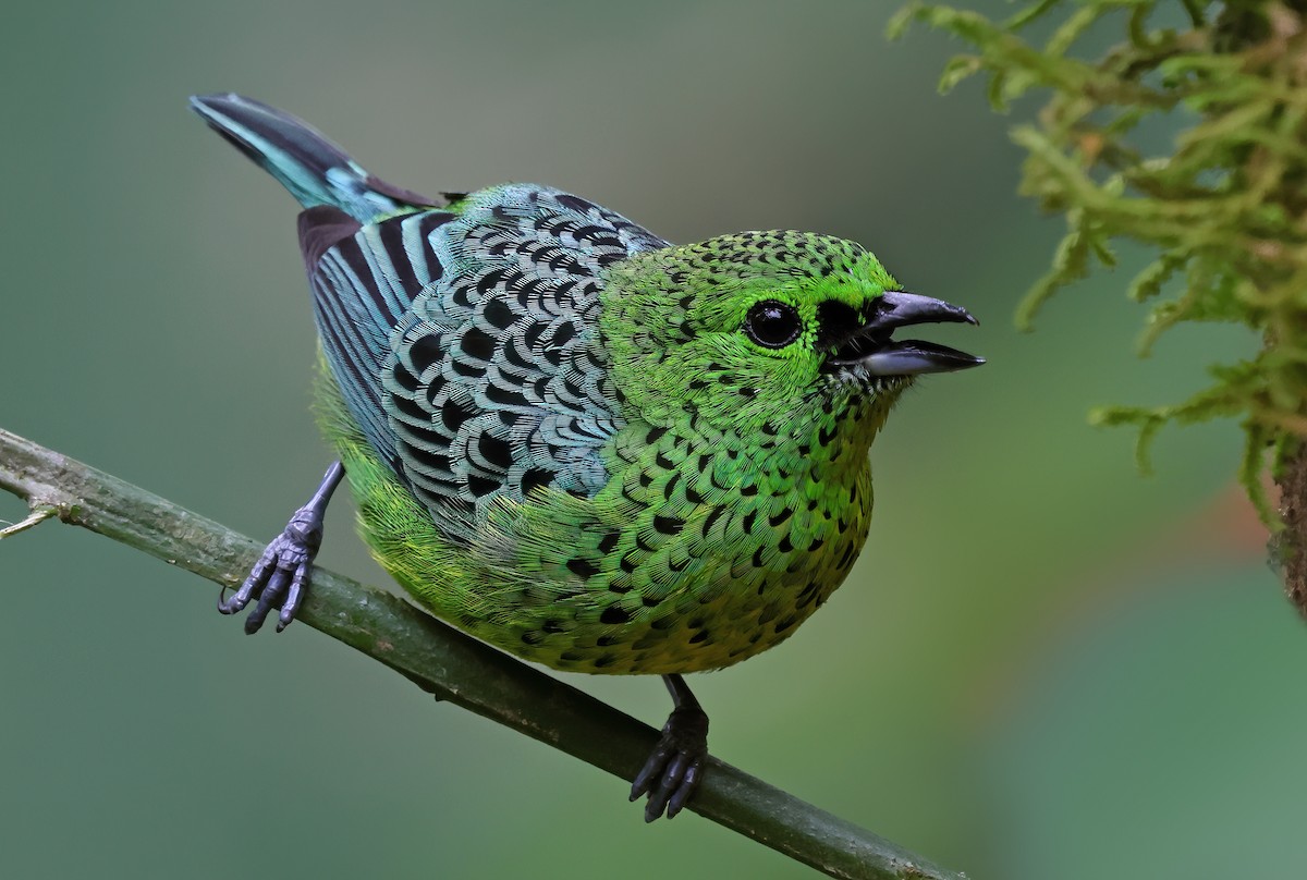 Yellow-bellied Tanager - ML620125521