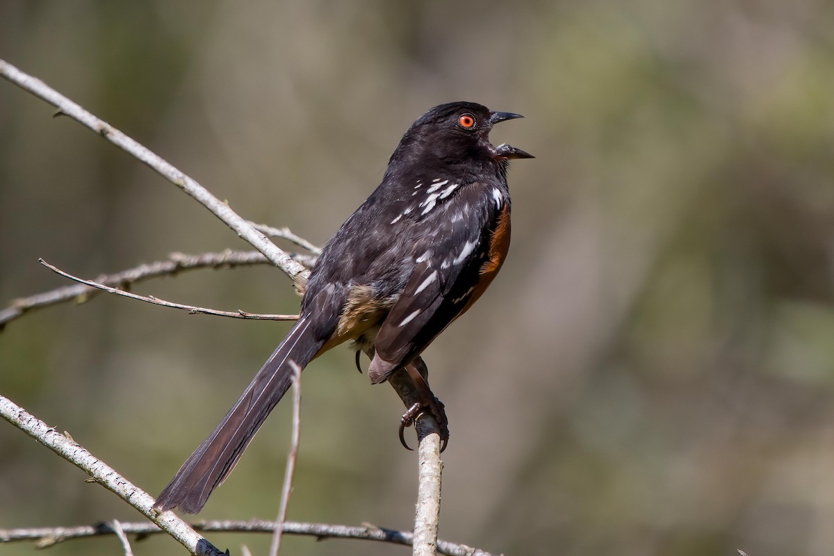 Spotted Towhee - ML620125522